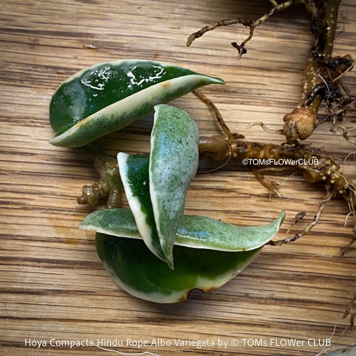 Hoya Compacta Hindu Rope plant with albo-variegata leaves, displaying a cluster of small, green and white leaves at the stem ends, on a wooden background, plants for sale at TOMs FLOWer CLUB. 