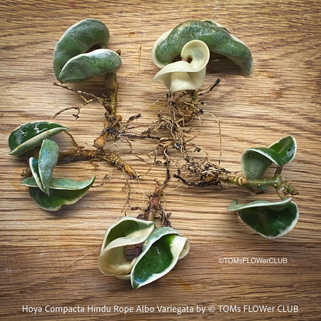 Hoya Compacta Hindu Rope plant with albo-variegata leaves, displaying a cluster of small, green and white leaves at the stem ends, on a wooden background, plants for sale at TOMs FLOWer CLUB. 