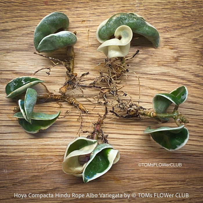 Hoya Compacta Hindu Rope plant with albo-variegata leaves, displaying a cluster of small, green and white leaves at the stem ends, on a wooden background, plants for sale at TOMs FLOWer CLUB. 