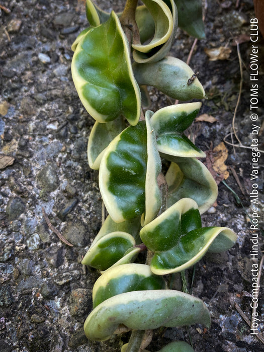 Hoya Compacta Hindu Rope Albo Variegata, organically grown tropical Hoya plants for sale at TOMs FLOWer CLUB, cuttings for sale.