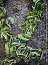 Hoya Compacta Hindu Rope Albo Variegata, organically grown tropical Hoya plants for sale at TOMs FLOWer CLUB.