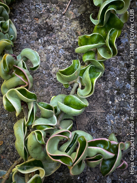 Hoya Compacta Hindu Rope Albo Variegata, organically grown tropical Hoya plants for sale at TOMs FLOWer CLUB.