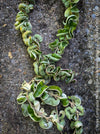 Hoya Compacta Hindu Rope Albo Variegata, organically grown tropical Hoya plants for sale at TOMs FLOWer CLUB.