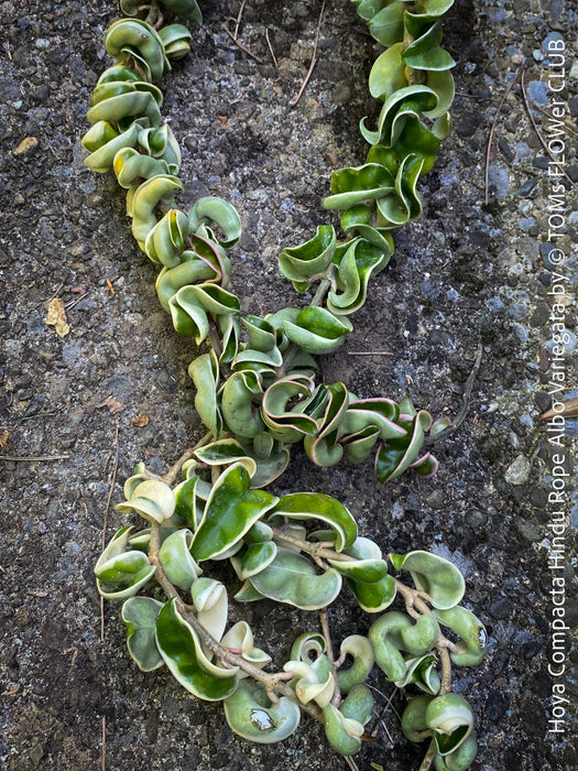 Hoya Compacta Hindu Rope Albo Variegata, organically grown tropical Hoya plants for sale at TOMs FLOWer CLUB.
