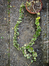Hoya Compacta Hindu Rope Albo Variegata, organically grown tropical Hoya plants for sale at TOMs FLOWer CLUB.