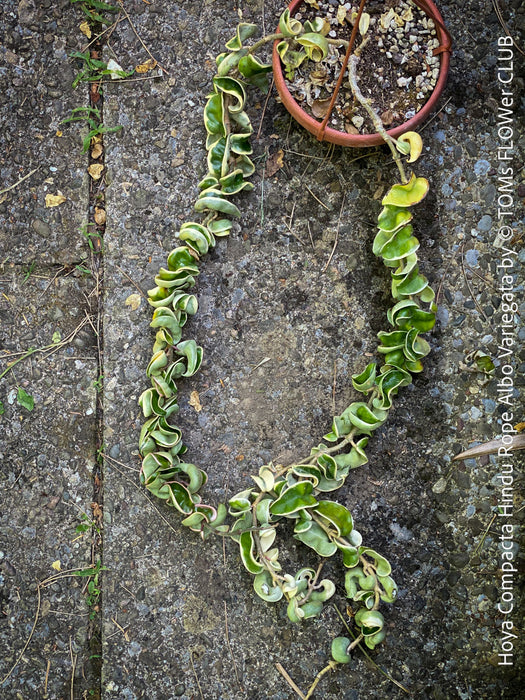 Hoya Compacta Hindu Rope Albo Variegata, organically grown tropical Hoya plants for sale at TOMs FLOWer CLUB.