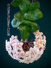 Hoya Compacta Hindu Rope, flowering, Wachsblume, voskovka, organically grown tropical Hoya plants for sale at TOMs FLOWer CLUB.