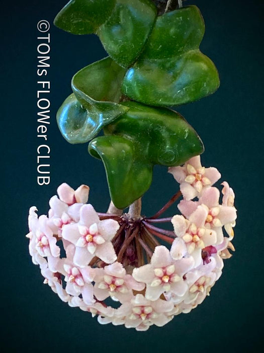 Hoya Compacta Hindu Rope, flowering, Wachsblume, voskovka, organically grown tropical Hoya plants for sale at TOMs FLOWer CLUB.