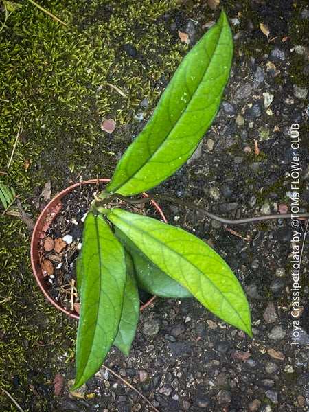 Hoya Crassipetiolata, organically grown tropical hoya plants for sale at TOMs FLOWer CLUB.