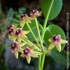 Flowers of Hoya Cumingiana, organically grown tropical Hoya plants for sale at TOMs FLOWer CLUB.