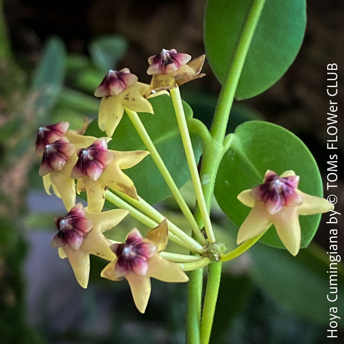 Flowers of Hoya Cumingiana, organically grown tropical Hoya plants for sale at TOMs FLOWer CLUB.