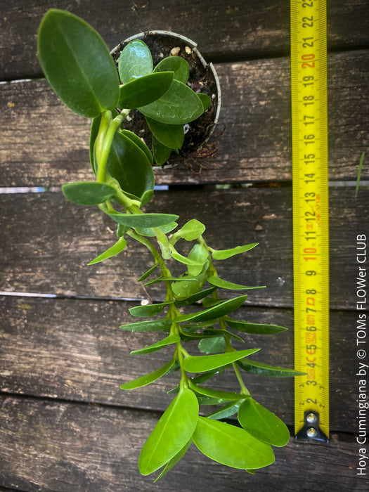 Hoya Cumingiana, organically grown tropical Hoya plants for sale at TOMs FLOWer CLUB.