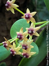 Flowers of Hoya Cumingiana, organically grown tropical Hoya plants for sale at TOMs FLOWer CLUB.