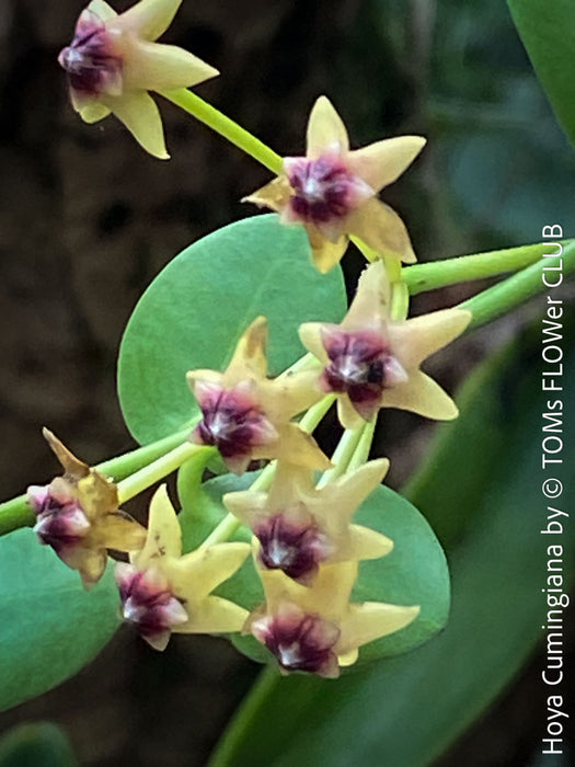 Flowers of Hoya Cumingiana, organically grown tropical Hoya plants for sale at TOMs FLOWer CLUB.
