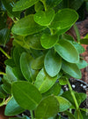 Hoya Cumingiana, organically grown tropical Hoya plants for sale at TOMs FLOWer CLUB.