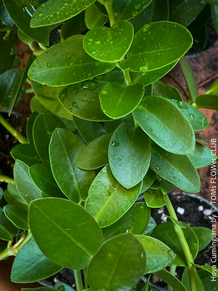 Hoya Cumingiana, organically grown tropical Hoya plants for sale at TOMs FLOWer CLUB.