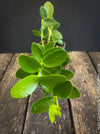 Hoya Cumingiana, organically grown tropical Hoya plants for sale at TOMs FLOWer CLUB.