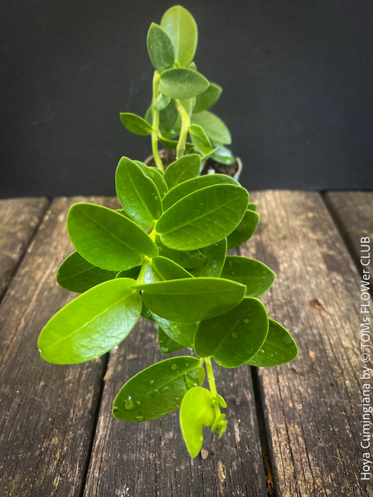 Hoya Cumingiana, organically grown tropical Hoya plants for sale at TOMs FLOWer CLUB.