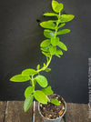 Hoya Cumingiana, organically grown tropical Hoya plants for sale at TOMs FLOWer CLUB.