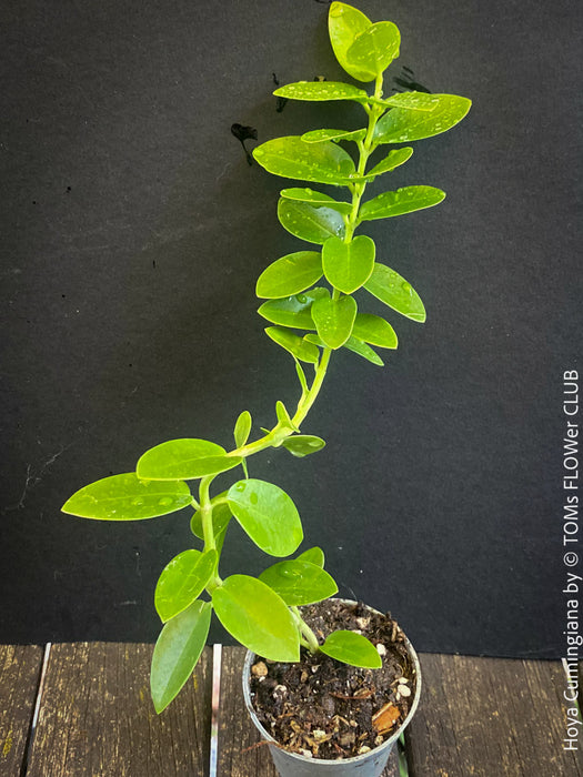 Hoya Cumingiana, organically grown tropical Hoya plants for sale at TOMs FLOWer CLUB.