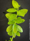 Hoya Cumingiana, organically grown tropical Hoya plants for sale at TOMs FLOWer CLUB.