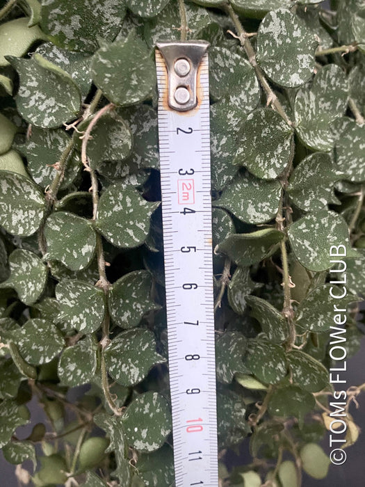 Hoya Curtisii, cutting, from TOMs FLOWer CLUB Hoya collection.