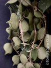 Hoya Curtisii, cutting, from TOMs FLOWer CLUB Hoya collection.