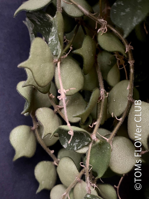 Hoya Curtisii, cutting, from TOMs FLOWer CLUB Hoya collection.