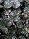 Hoya Curtisii, cutting, from TOMs FLOWer CLUB Hoya collection.