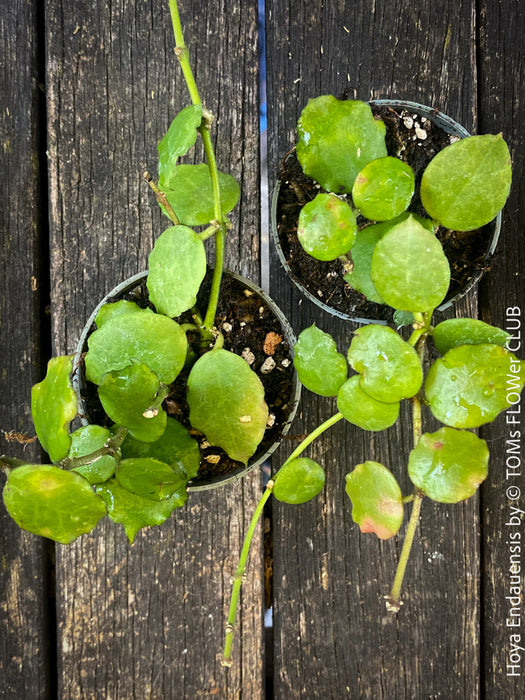 Hoya Endauensis