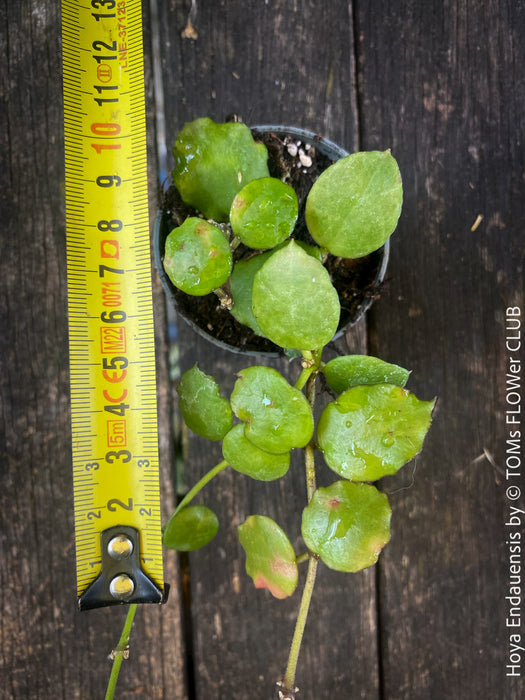 Hoya Endauensis