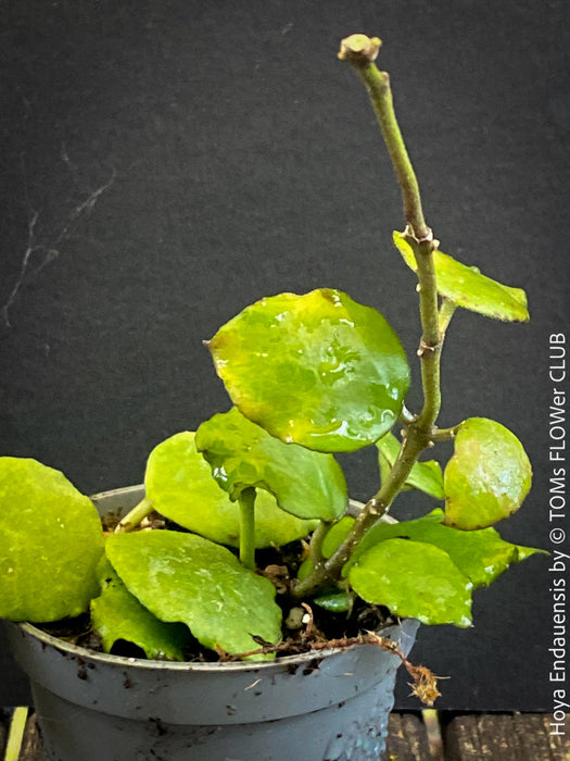 Hoya Endauensis