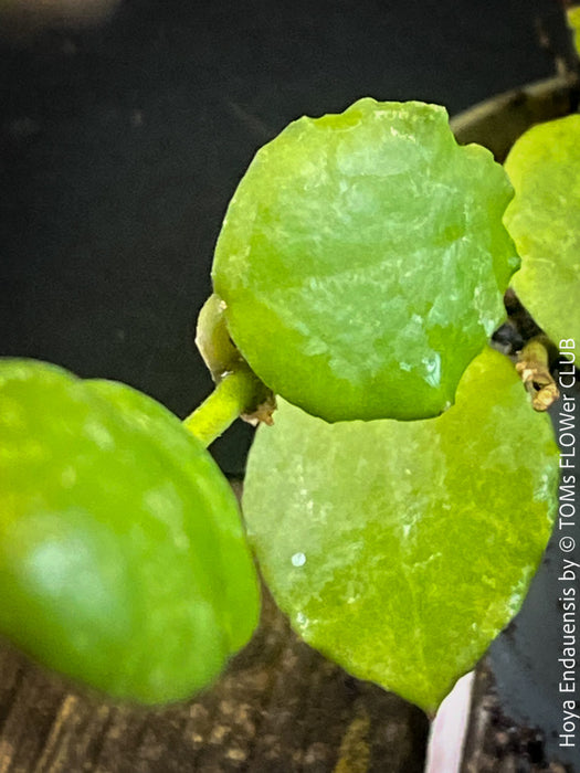 Hoya Endauensis