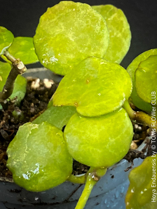 Hoya Endauensis