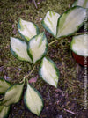 Hoya Heuschkeliana Aurea Variegata, organically grown tropical hoya plants for sale at TOMs FLOWer CLUB.