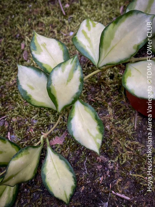 Hoya Heuschkeliana Aurea Variegata, organically grown tropical hoya plants for sale at TOMs FLOWer CLUB.