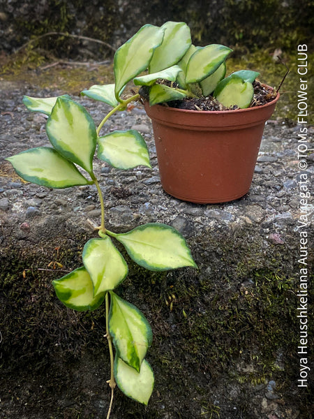 Hoya Heuschkeliana Aurea Variegata, organically grown tropical hoya plants for sale at TOMs FLOWer CLUB.