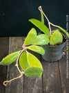 Hoya Incrassata Golden Ball, organically grown tropical Hoya plants for sale at TOMs FLOWer CLUB. 
