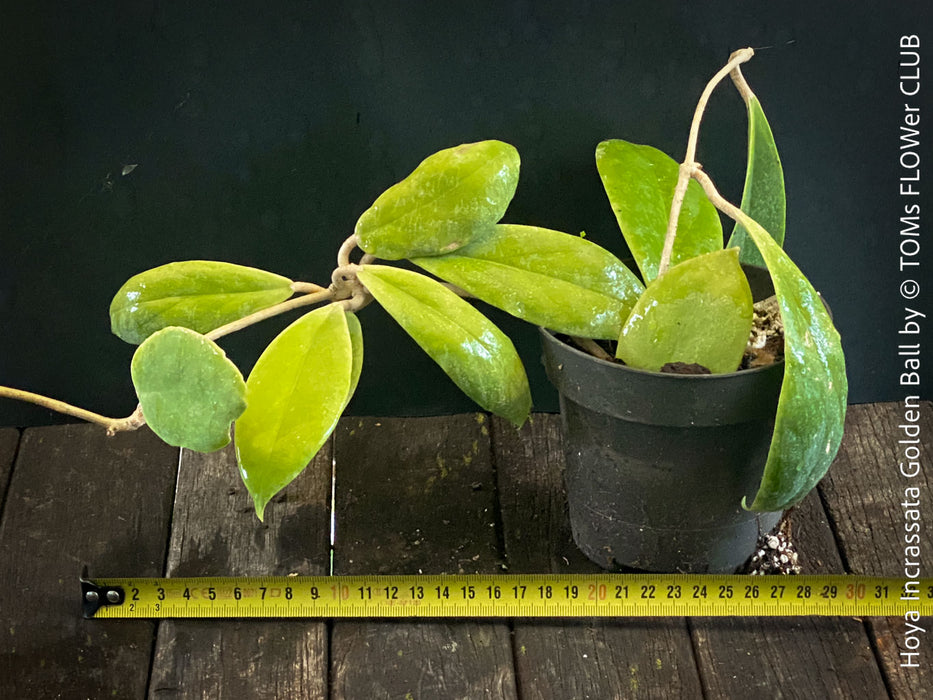 Hoya Incrassata Golden Ball, organically grown tropical Hoya plants for sale at TOMs FLOWer CLUB. 