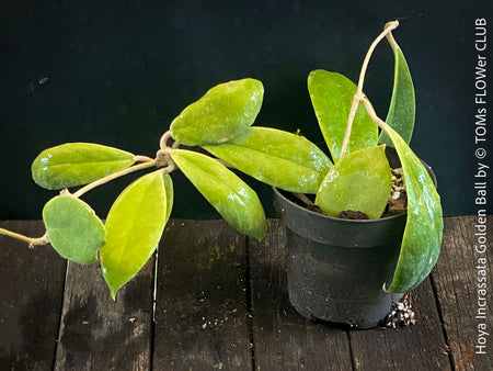 Hoya Incrassata Golden Ball, organically grown tropical Hoya plants for sale at TOMs FLOWer CLUB. 