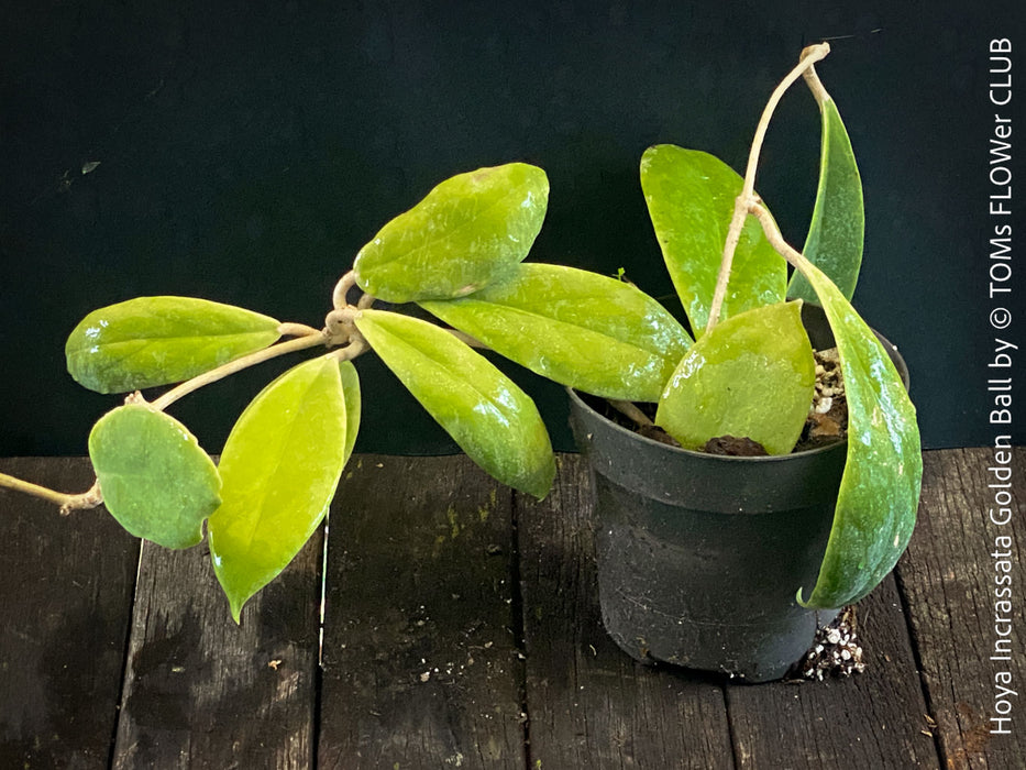 Hoya Incrassata Golden Ball, organically grown tropical Hoya plants for sale at TOMs FLOWer CLUB. 