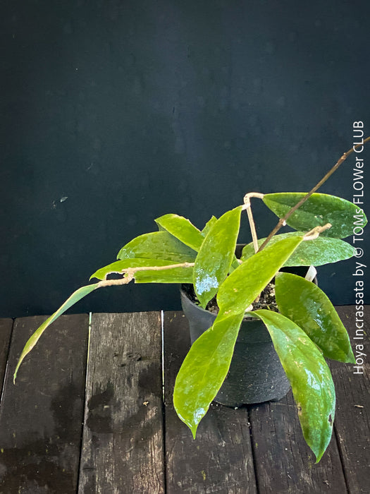 Hoya incrassata, organically grown tropical hoya plants for sale at TOMs FLOWer CLUB.