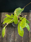 Hoya incrassata, organically grown tropical hoya plants for sale at TOMs FLOWer CLUB.