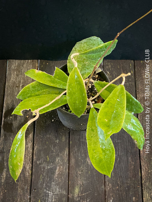 Hoya incrassata, organically grown tropical hoya plants for sale at TOMs FLOWer CLUB.