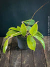 Hoya incrassata, organically grown tropical hoya plants for sale at TOMs FLOWer CLUB.