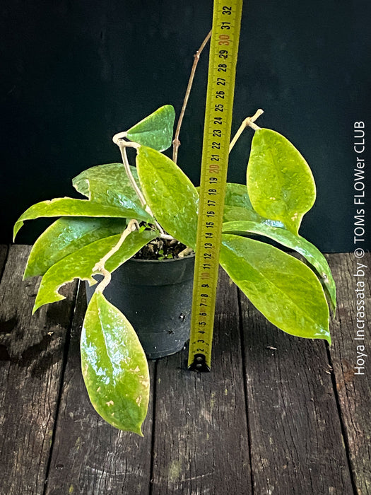 Hoya incrassata, organically grown tropical hoya plants for sale at TOMs FLOWer CLUB.