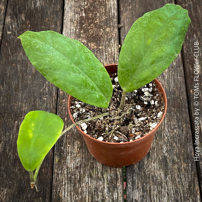 Hoya incrassata, organically grown tropical hoya plants for sale at TOMs FLOWer CLUB.