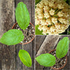 Hoya incrassata, organically grown tropical hoya plants for sale at TOMs FLOWer CLUB.