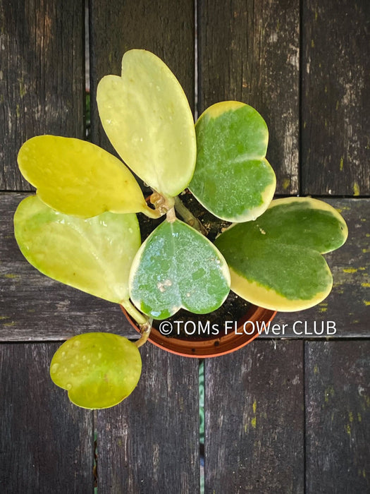 Hoya Kerrii Albo Variegata Full Moon, organically grown tropical Hoya plants for sale at TOMs FLOWer CLUB.