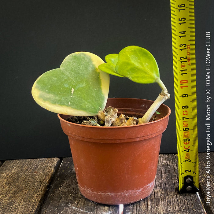 Hoya Kerrii Albo Variegata Full Moon, organically grown tropical Hoya plants for sale at TOMs FLOWer CLUB.